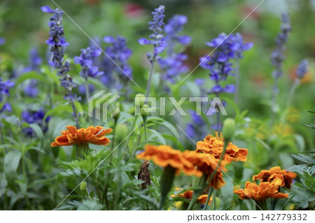 鮮豔的橙色萬壽菊和藍色鼠尾草花 142779332