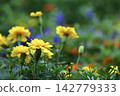 一片盛開的黃色萬壽菊，色彩繽紛。 142779333