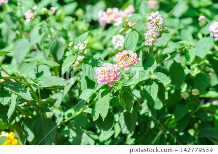 Lantana camara L, Cloth of gold or Hedge flower or Lantana or Weeping lantana or White sage or VERBENACEAE or pink flower Lantana camara L, Cloth of gold or Hedge flower or Lantana or Weeping lantana or White sage or VERBENACEAE or pink flower 142779539