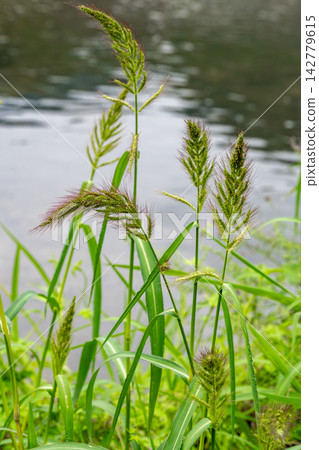 河邊長著稗草 河邊長著稗草 142779615