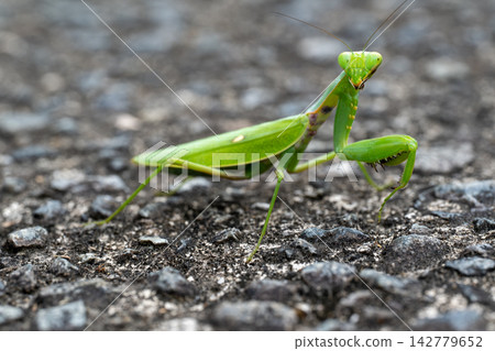 A green praying mantis on the road A green praying mantis on the road 142779652