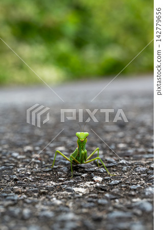 A green praying mantis on the road A green praying mantis on the road 142779656