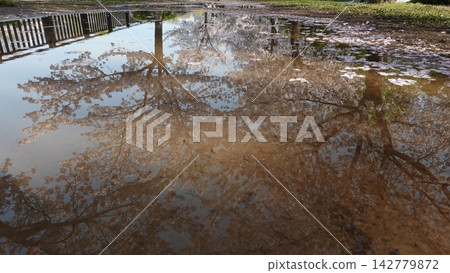雨後，盛開的櫻花樹倒映在水窪中。 142779872