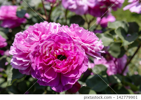 「精緻」玫瑰正值盛花期。 「精緻」玫瑰正值盛花期。 142779901