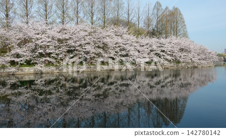 A breathtaking spring scene created by cherry blossom trees in full bloom and their reflection in the water. A breathtaking spring scene created by cherry blossom trees in full bloom and their reflection in the water. 142780142
