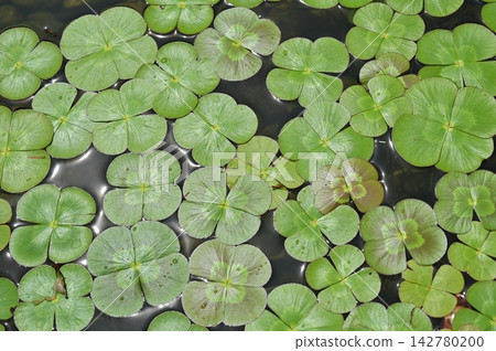 水生三葉草(田菁科)水生植物 水生三葉草(田菁科)水生植物 142780200