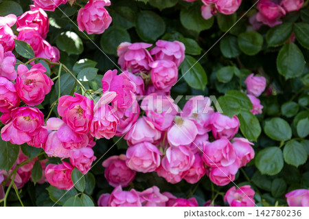 The popular climbing rose "Angela" is in full bloom. The popular climbing rose "Angela" is in full bloom. 142780236