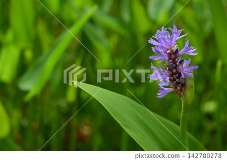 Pontederia 屬(Pontederiaceae 科) Pontederia 屬(Pontederiaceae 科) 142780278