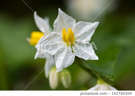 華納索比 華納索比 142780304