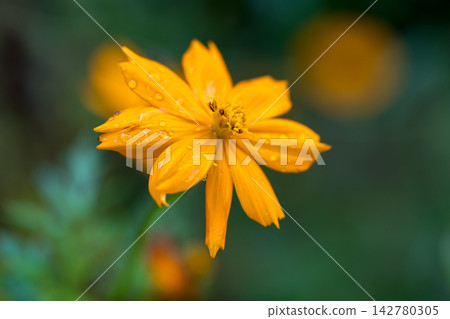 黃波斯菊 黃波斯菊 142780305