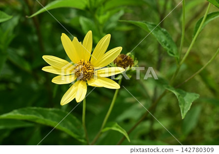 檸檬皇后向日葵(菊科),向日葵屬 檸檬皇后向日葵(菊科),向日葵屬 142780309