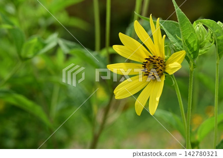 Helianthus 'Lemon Queen' (Asteraceae family), Helianthus genus Helianthus 'Lemon Queen' (Asteraceae family), Helianthus genus 142780321