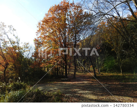 Forest of metasequoia with autumn leaves 142780334