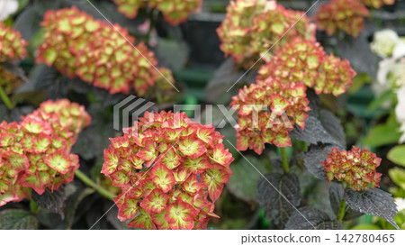 Hydrangea macrophylla blooming. Red, yellow green, pink heads of 142780465