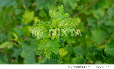 Macro green currant leaves severely damaged by gall aphid pest. Infested Ribes bush plant with blister galls in summer garden. Plant pathology, crop protection and agriculture concept. Real 4K video Macro green currant leaves severely damaged by gall aphid pest. Infested Ribes bush plant with blister galls in summer garden. Plant pathology, crop protection and agriculture concept. Real 4K video 142780468