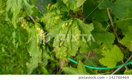 Macro green currant leaves severely damaged by gall aphid pest. Infested Ribes bush plant with blister galls in summer garden. Plant pathology, crop protection and agriculture concept. Real 4K video Macro green currant leaves severely damaged by gall aphid pest. Infested Ribes bush plant with blister galls in summer garden. Plant pathology, crop protection and agriculture concept. Real 4K video 142780469