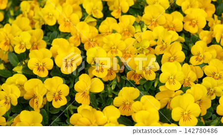 Pansy flowers growing in pots at commercial plant nursery. Colorful viola tricolor seedlings. Bright natural pattern. Garden Center Retail and Floriculture. potted plug plants. Vibrant Floral Backdrop Pansy flowers growing in pots at commercial plant nursery. Colorful viola tricolor seedlings. Bright natural pattern. Garden Center Retail and Floriculture. potted plug plants. Vibrant Floral Backdrop 142780486