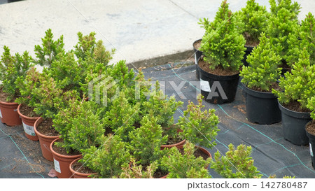 Potted evergreen trees nursery row. Green conifer saplings in or Potted evergreen trees nursery row. Green conifer saplings in or 142780487