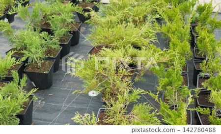 Potted evergreen trees nursery row. Green conifer saplings in orderly containers on black ground organized for sale. Evergreens growing in boxes, modern retail display, vibrant foliage, neatly trimmed Potted evergreen trees nursery row. Green conifer saplings in orderly containers on black ground organized for sale. Evergreens growing in boxes, modern retail display, vibrant foliage, neatly trimmed 142780488