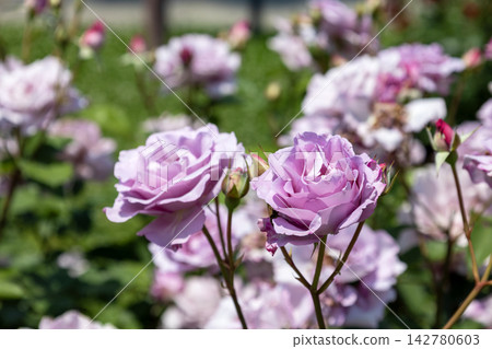 薰衣草玫瑰「葉來香」正值盛花期。 薰衣草玫瑰「葉來香」正值盛花期。 142780603