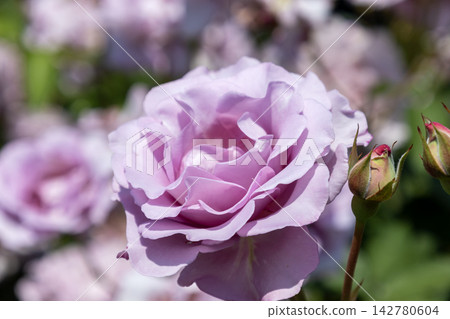 薰衣草玫瑰「葉來香」正值盛花期。 薰衣草玫瑰「葉來香」正值盛花期。 142780604