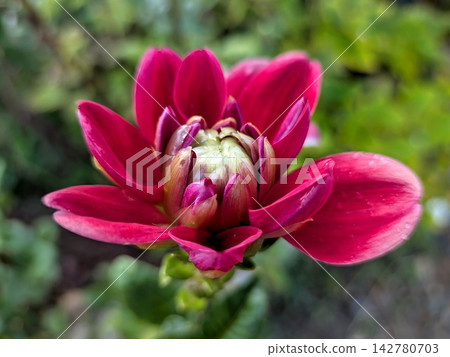 The vibrant reddish-purple dahlia begins to bloom. The vibrant reddish-purple dahlia begins to bloom. 142780703