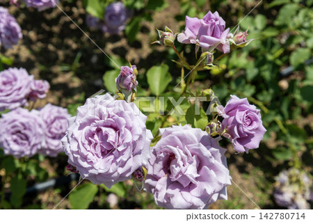 淡紫色玫瑰「甜月」正值盛花期。 淡紫色玫瑰「甜月」正值盛花期。 142780714