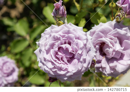 淡紫色玫瑰「甜月」正值盛花期。 淡紫色玫瑰「甜月」正值盛花期。 142780715