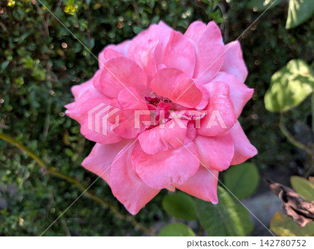 Pink roses blooming beautifully in the garden Pink roses blooming beautifully in the garden 142780752