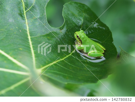 A Japanese tree frog soaks its belly in rainwater collected on a fig leaf. A Japanese tree frog soaks its belly in rainwater collected on a fig leaf. 142780832