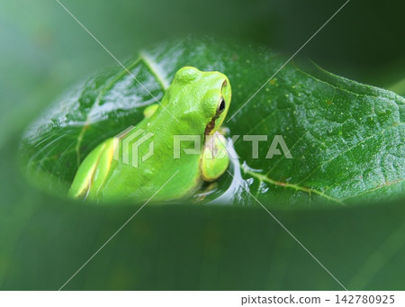 A Japanese tree frog is taking a half-bath in rainwater collected on a fig leaf. A Japanese tree frog is taking a half-bath in rainwater collected on a fig leaf. 142780925