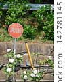 White peonies blooming along the stone wall and a fire hydrant sign 142781145