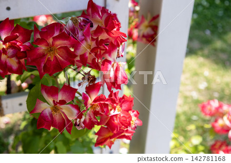 「雞尾酒」玫瑰鮮豔的紅色和黃色攀緣花朵在白色柵欄的襯托下顯得格外美麗。 「雞尾酒」玫瑰鮮豔的紅色和黃色攀緣花朵在白色柵欄的襯托下顯得格外美麗。 142781168