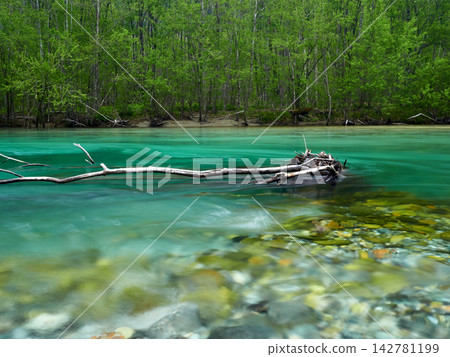 The emerald green surface of the Azusa River in Kamikochi, a popular tourist spot in early summer. 142781199