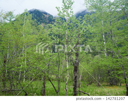 上高地田代濕地的景色，是初夏時節的熱門旅遊景點。 142781207