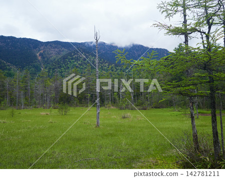 上高地田代濕地的景色,是初夏時節的熱門旅遊景點。 上高地田代濕地的景色,是初夏時節的熱門旅遊景點。 142781211