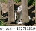 Cat sits behind fence 142781319