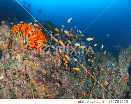 A diver's silhouette against a soft coral reef, a seascape teeming with tropical fish. A diver's silhouette against a soft coral reef, a seascape teeming with tropical fish. 142781329
