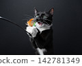 playing tuxedo cat catching feather wand toy 142781349