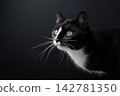 curious tuxedo cat profile shot with copy space 142781350