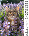 cat surrounded by a field of flowering catnip plants outdoors 142781351