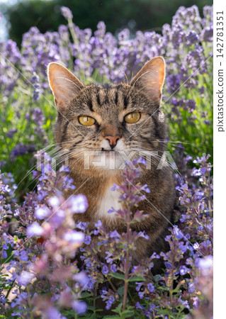 cat surrounded by a field of flowering catnip plants outdoors cat surrounded by a field of flowering catnip plants outdoors 142781351