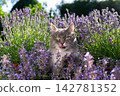 cat surrounded by a field of flowering catnip plants outdoors 142781352