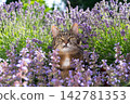 cat surrounded by a field of flowering catnip plants outdoors 142781353
