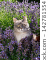cat surrounded by a field of flowering catnip plants outdoors 142781354
