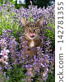 cat surrounded by a field of flowering catnip plants outdoors 142781355