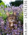 cat surrounded by a field of flowering catnip plants outdoors 142781356