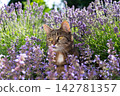 cat surrounded by a field of flowering catnip plants outdoors 142781357