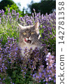 cat surrounded by a field of flowering catnip plants outdoors 142781358