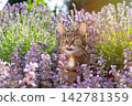 cat surrounded by a field of flowering catnip plants outdoors 142781359